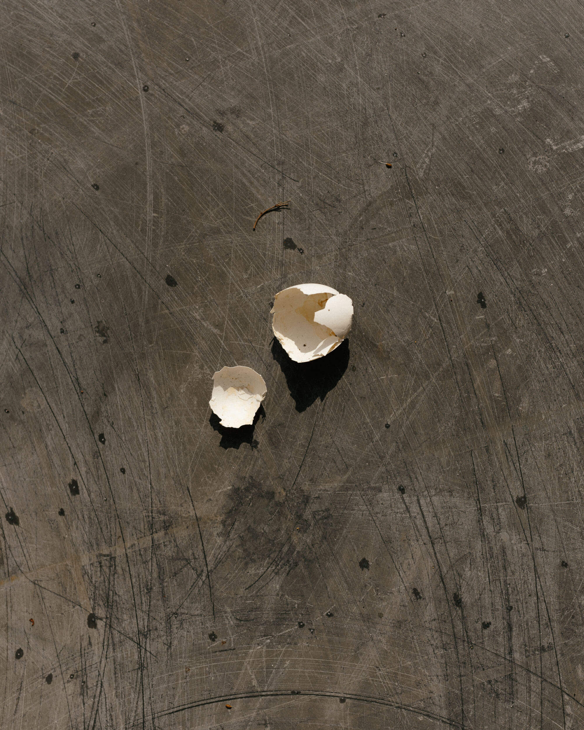 Bird shell on the garden table