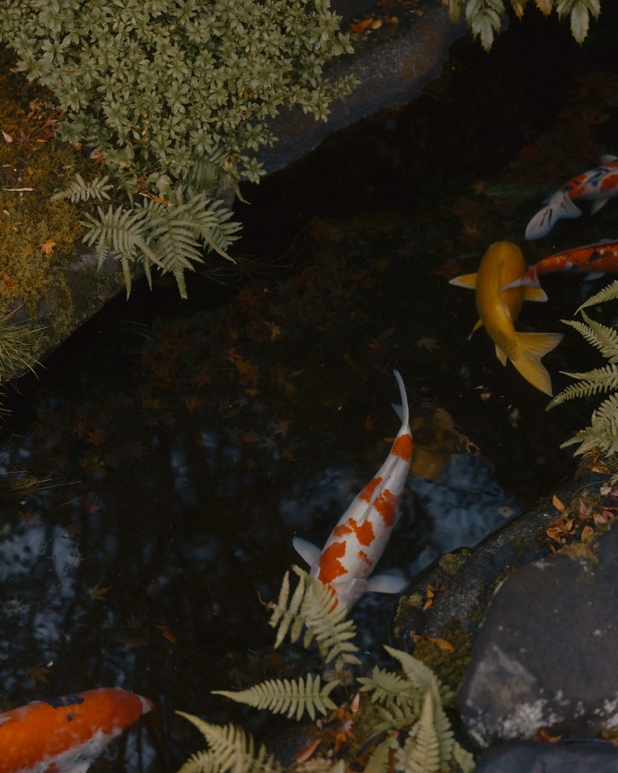 Coi carp in Kamakura, Japan.