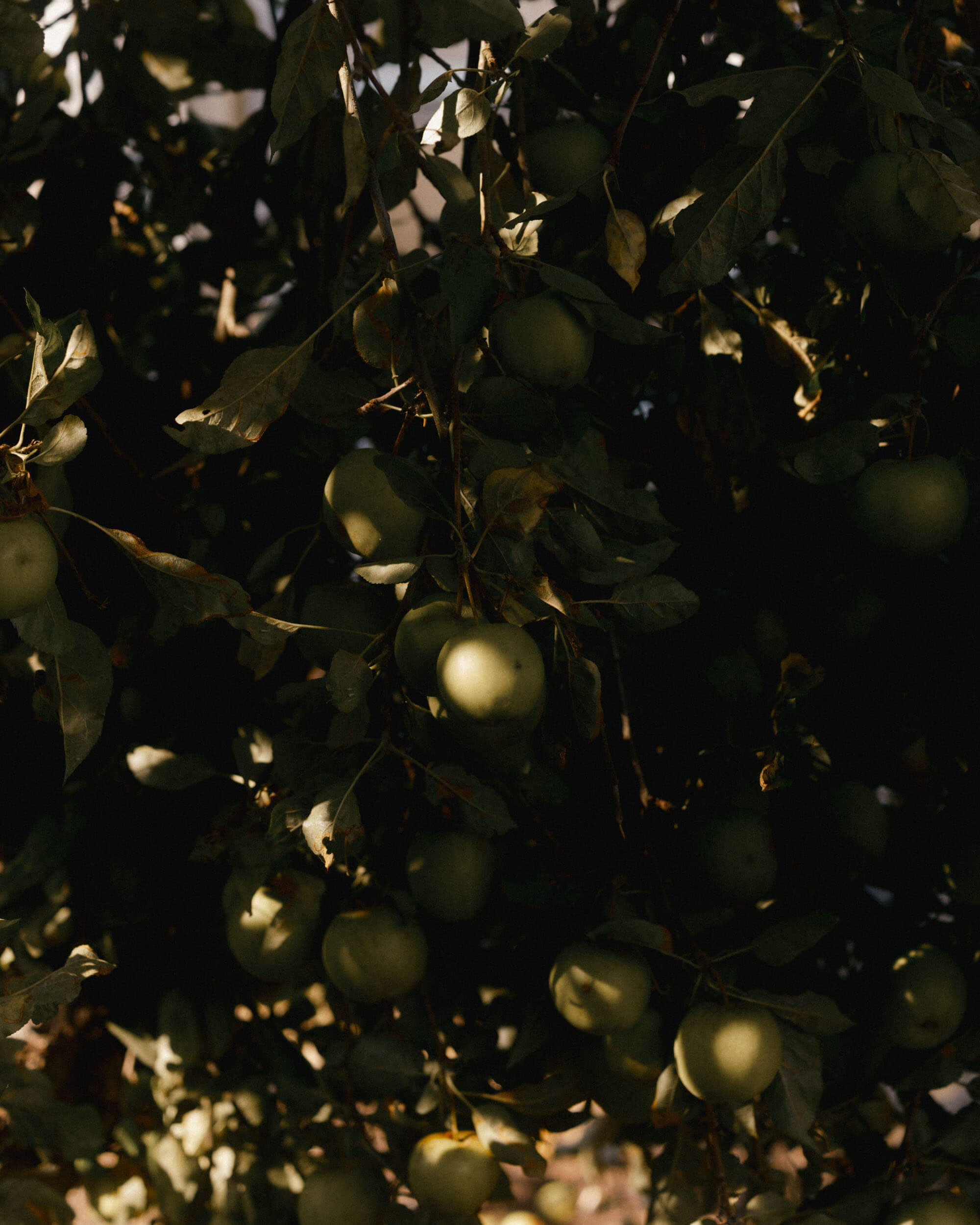 An apple tree in London