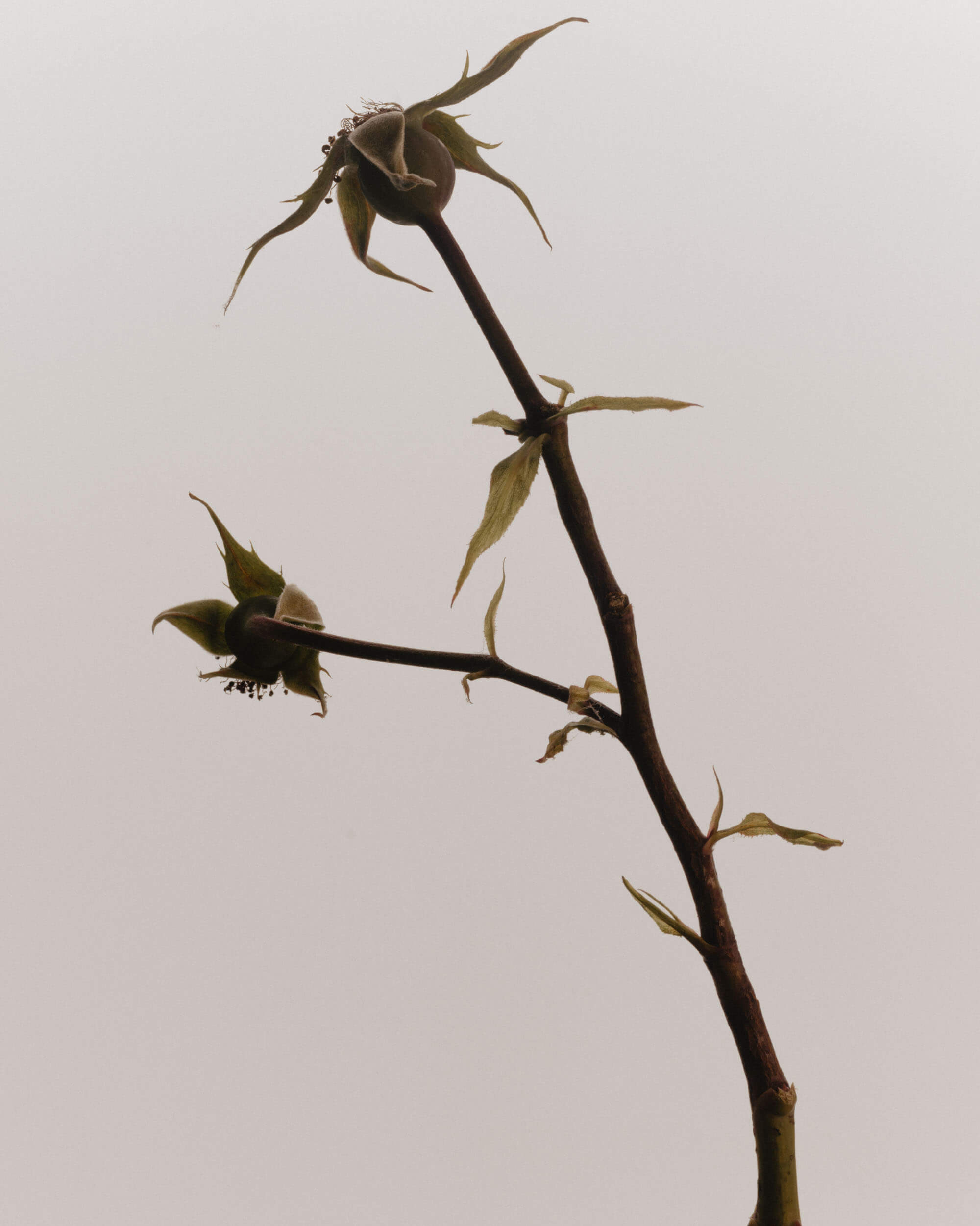 Still Life of a dead rose
