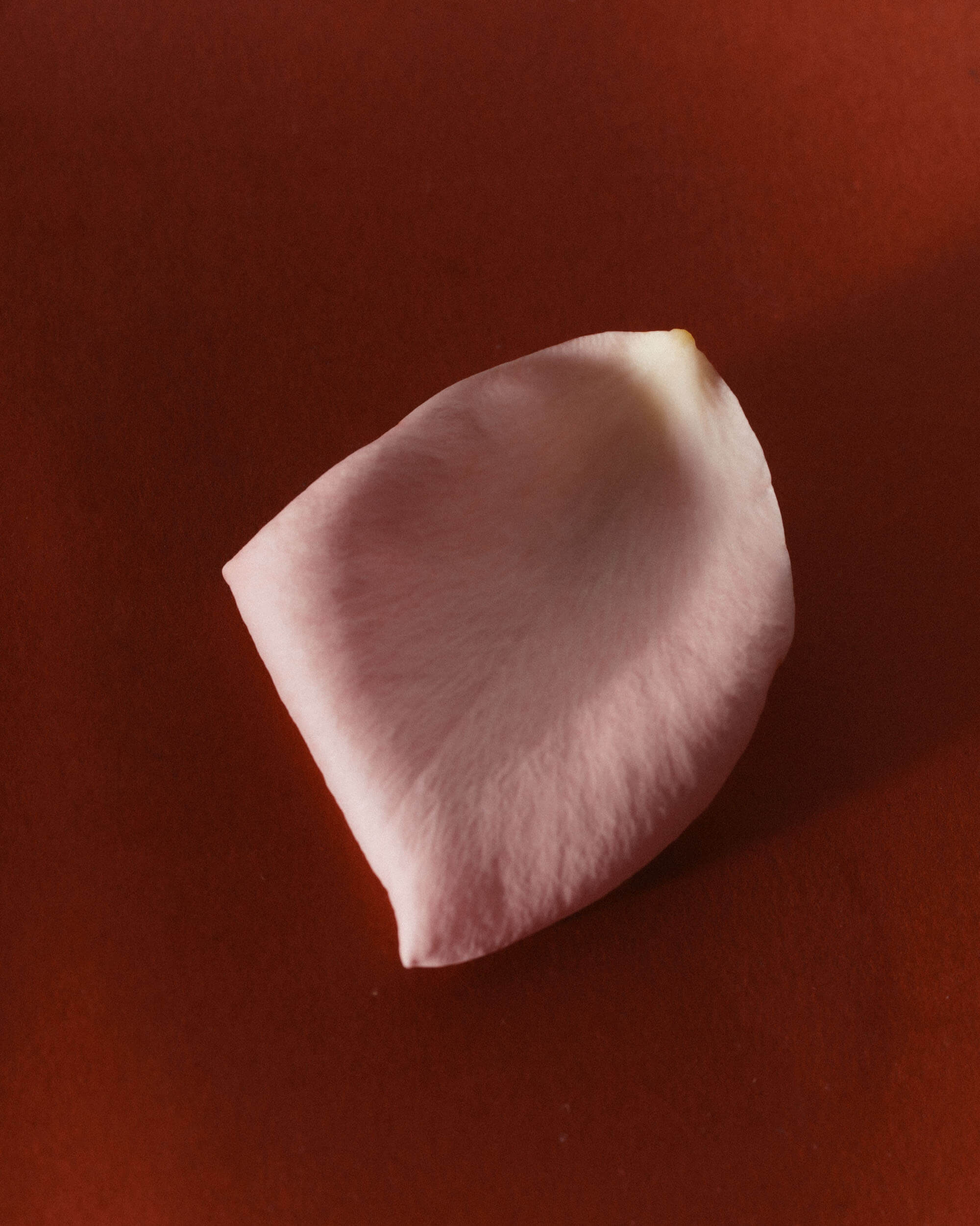 A rose petal